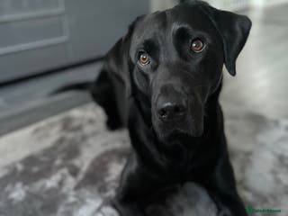 Labrador Retriever dogs Stud dog available - Advert 3