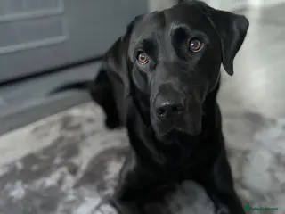 Labrador Retriever dogs Stud dog available - Advert 6