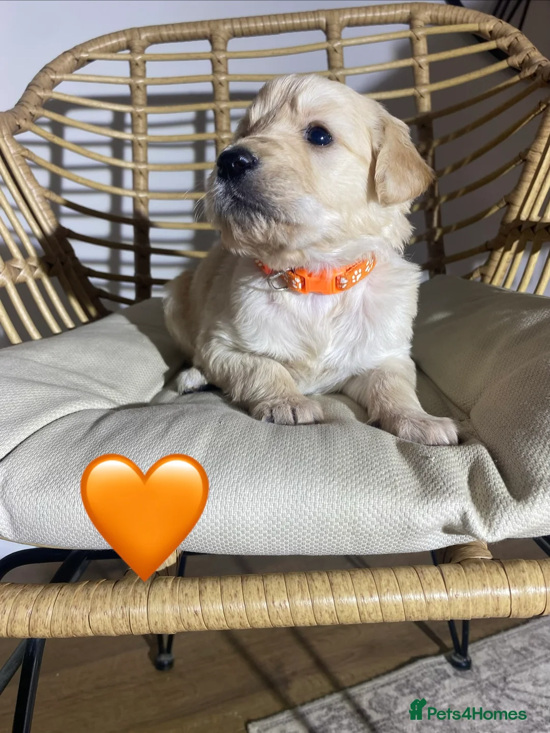 Goldendoodle dogs for sale: F1 Goldendoodles 🖤💛 - Advert 12