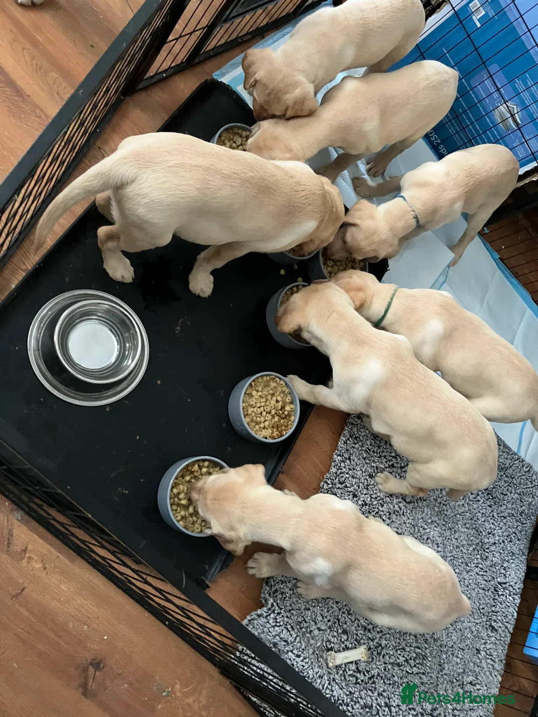 Labrador Retriever dogs for sale: Gorgeous Labrador puppies for sale. - Advert 16