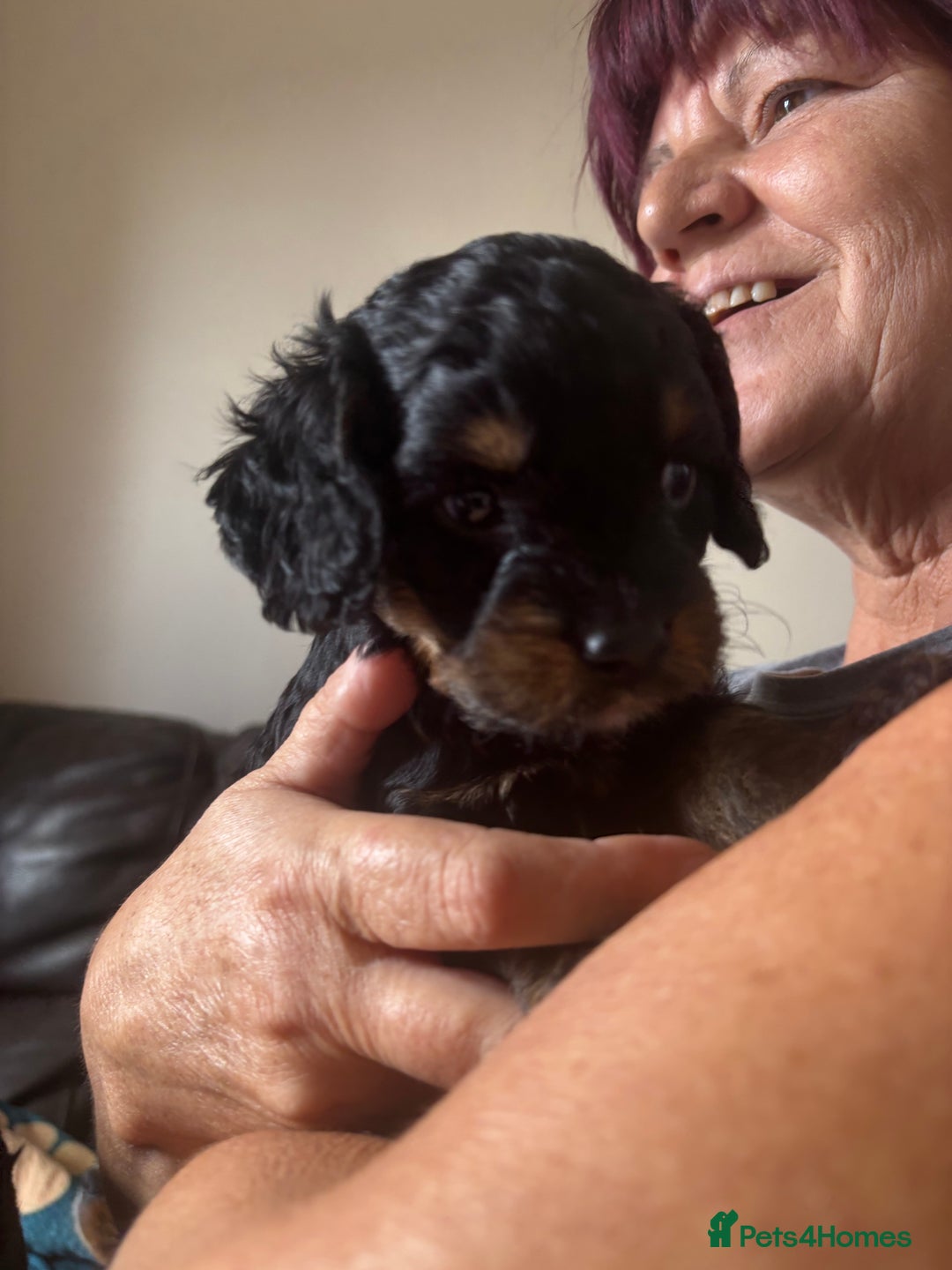 Cavapoo dogs for sale: Outstanding Blk and tan toy cavapoo male left  - Image 20
