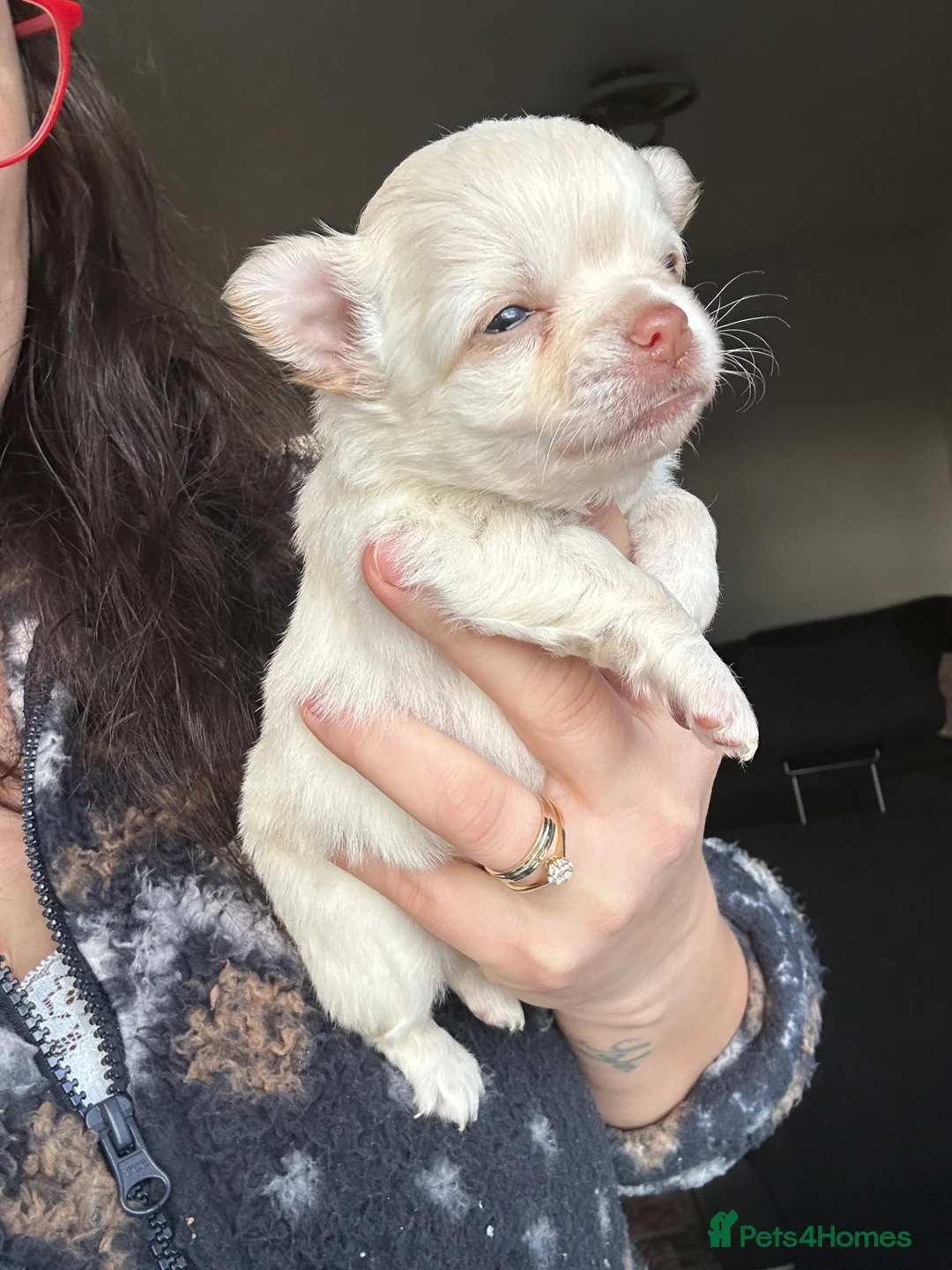 Chihuahua dogs for sale: 🥰Gorgeous Long-Coat chihuahua puppies  - Advert 13