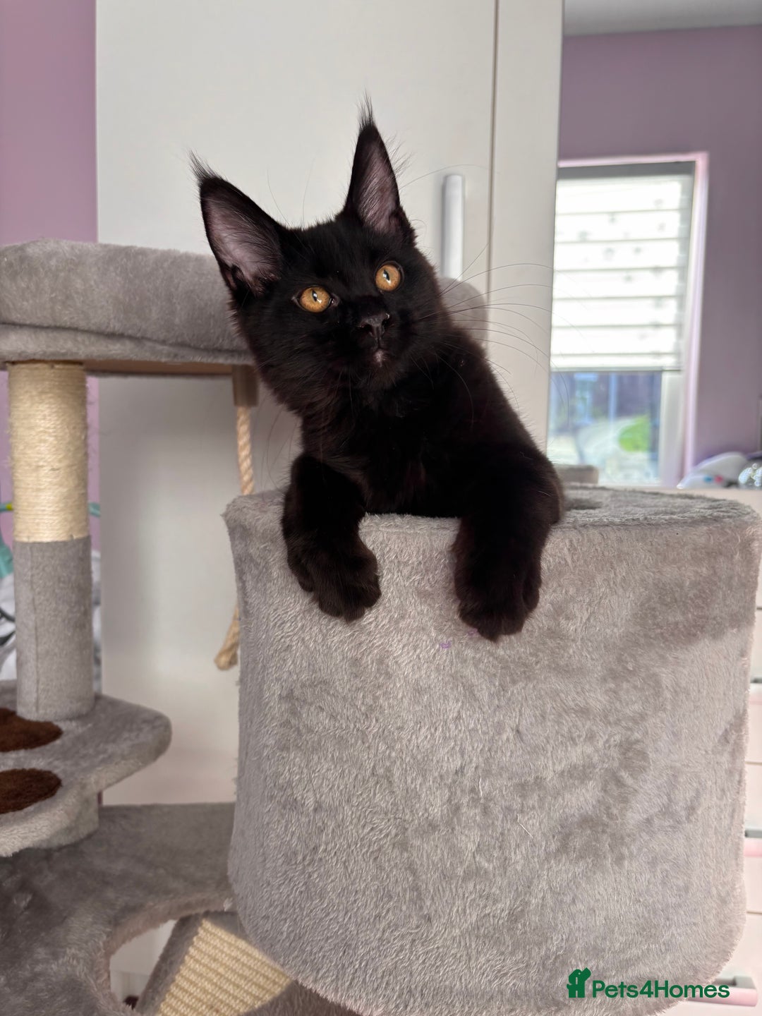 Maine Coon cats for sale: ✨7 Pure Bred Maine Coon Kittens✨ - Advert 12