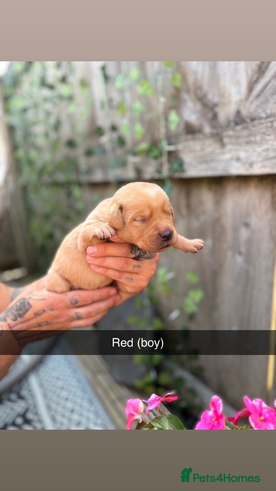Labrador Retriever dogs for sale: Stunning Fox Red Labrador puppies  - Image 11