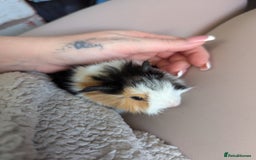 Guinea Pig rodents for sale: Baby guinea pigs  - Advert 4
