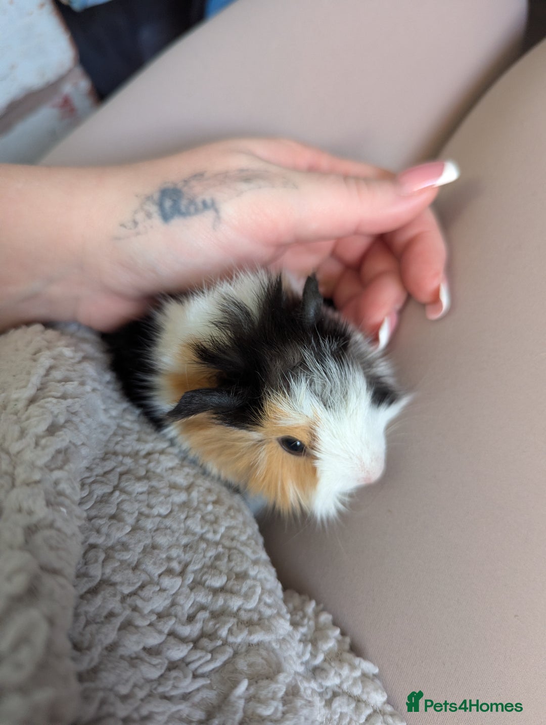 Guinea Pig rodents for sale: Baby guinea pigs  - Advert 4