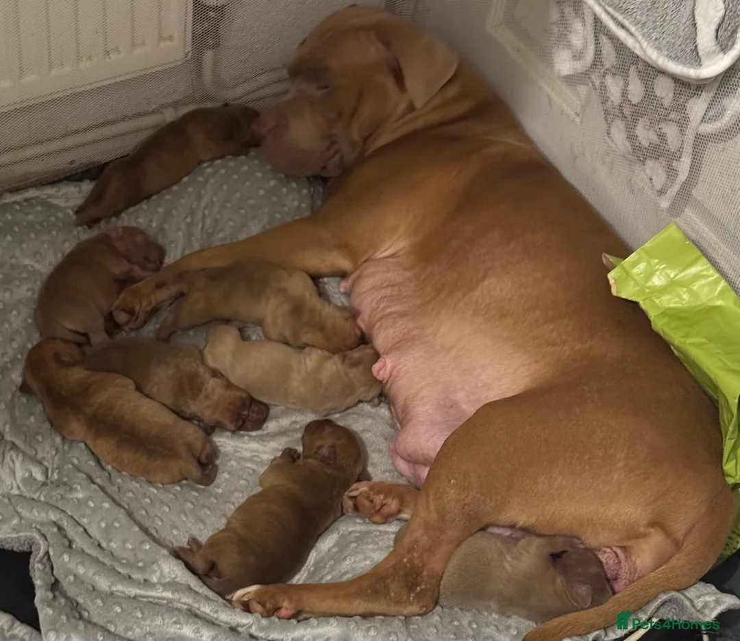 American Bull Staffy dogs for sale: Staffy x bullies - Advert 2