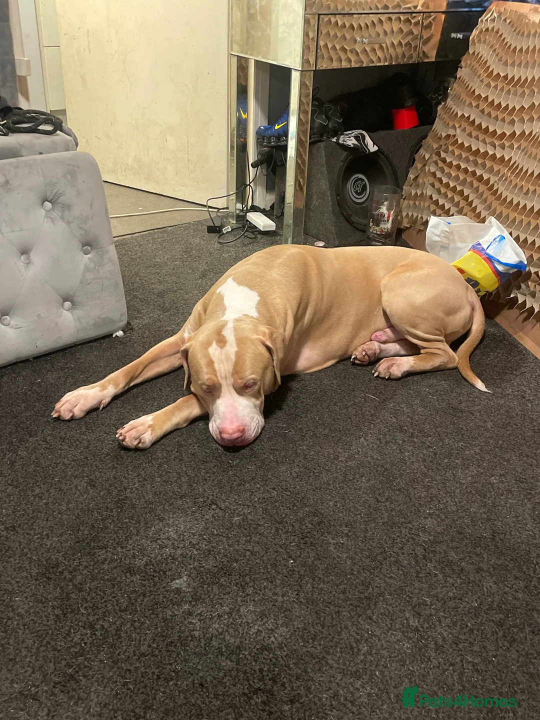 American Bull Staffy dogs for sale: Beautiful pups 4boys 2girls  **  Manchester - Advert 3