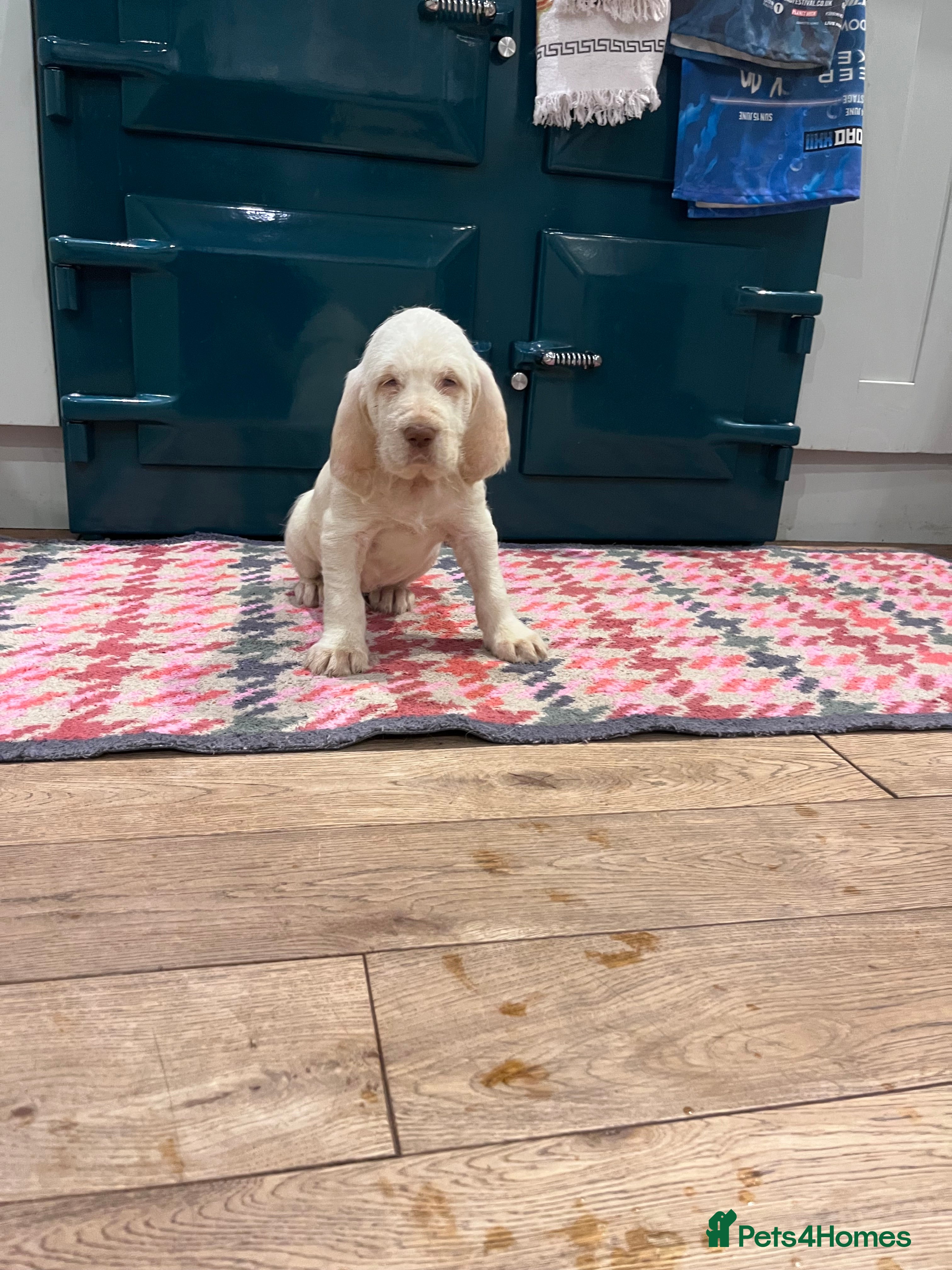 Italian Spinone dogs Beautiful Italian Spinone female Puppy - Advert 2