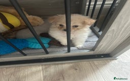 Mixed Breed dogs for sale: Beautiful Pomachons  - Image 9