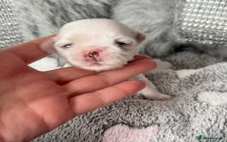 Maltese dogs for sale: 🩷Exquisite Full Korean Maltese Puppies🩵 - Image 19