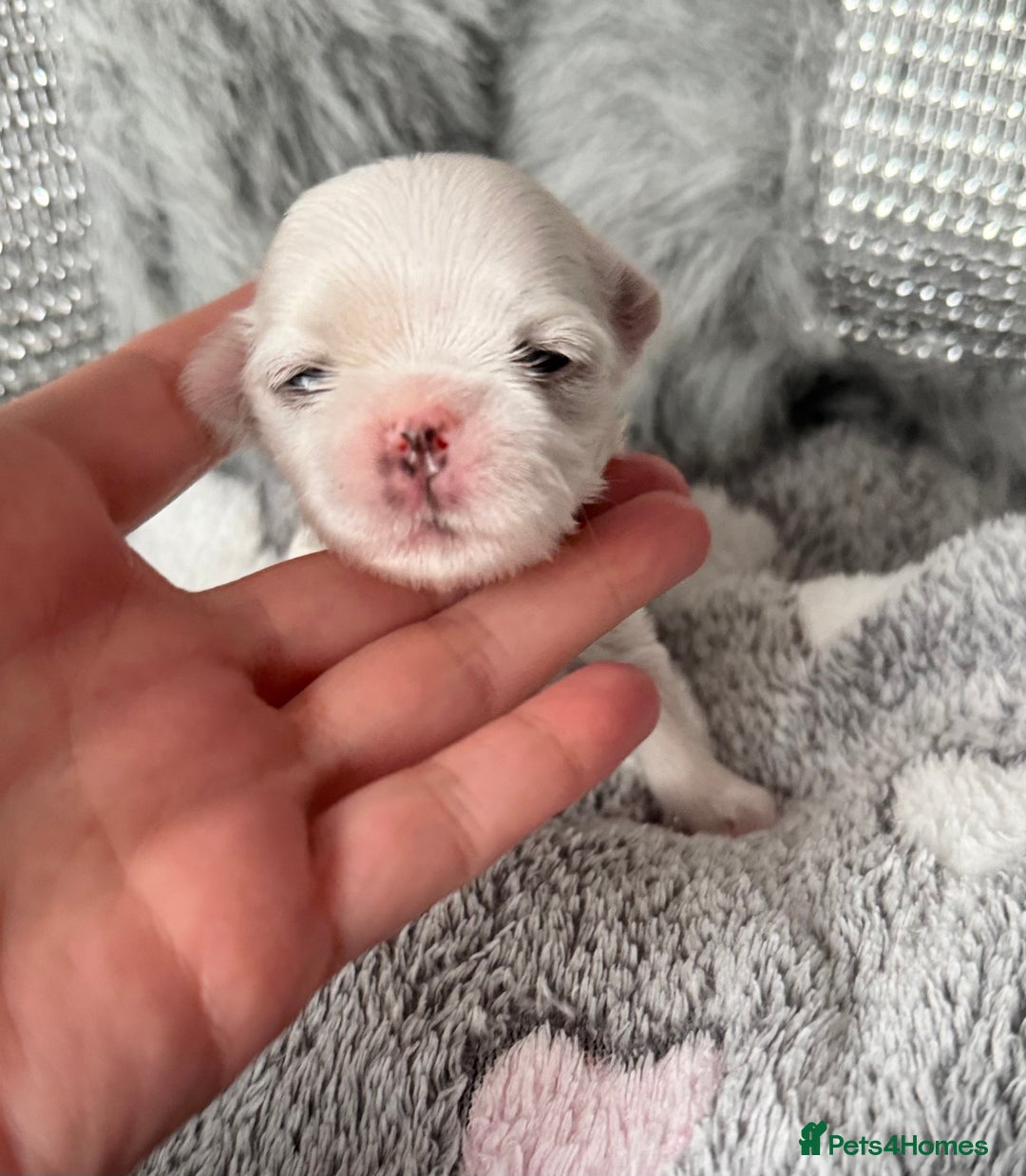 Maltese dogs for sale: 🩷Exquisite Full Korean Maltese Puppies🩵 - Image 19