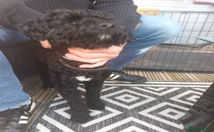Cockapoo dogs - Advert 1
