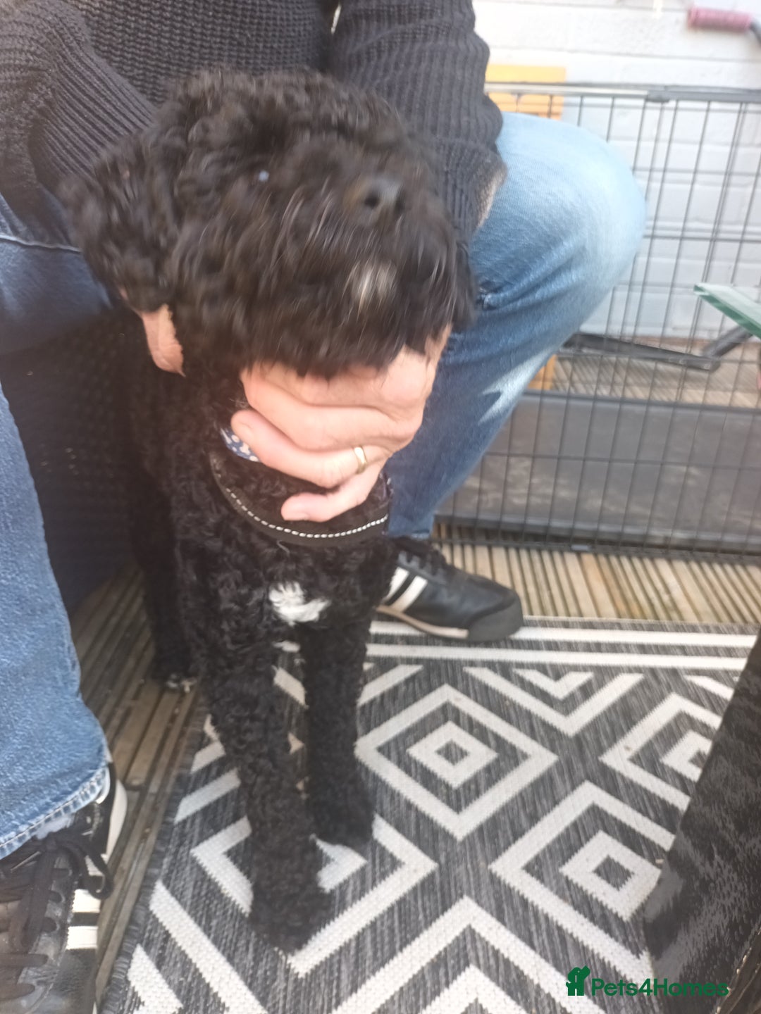 Cockapoo dogs for sale: Dobbie - Image 1