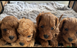 Cavapoo dogs for sale: Cavapoo pups  - Image 7