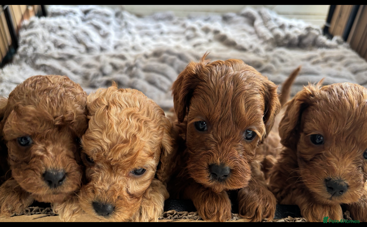 Cavapoo dogs - Advert 16