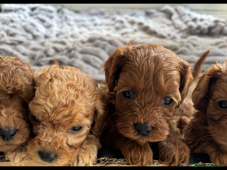 Cavapoo dogs - Advert 10