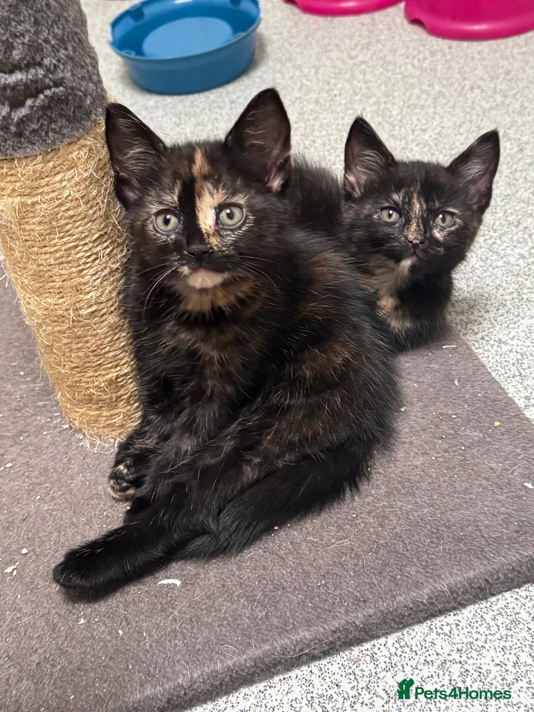 Mixed Breed cats for sale: 2 kittens left ready for new homes  - Image 1