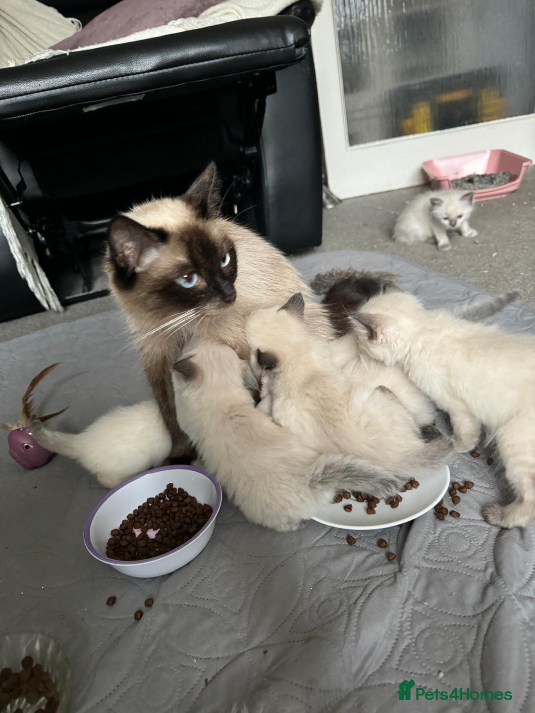 Ragdoll cats for sale: 5 beautiful ragdoll kittens ready to leave now - Image 13
