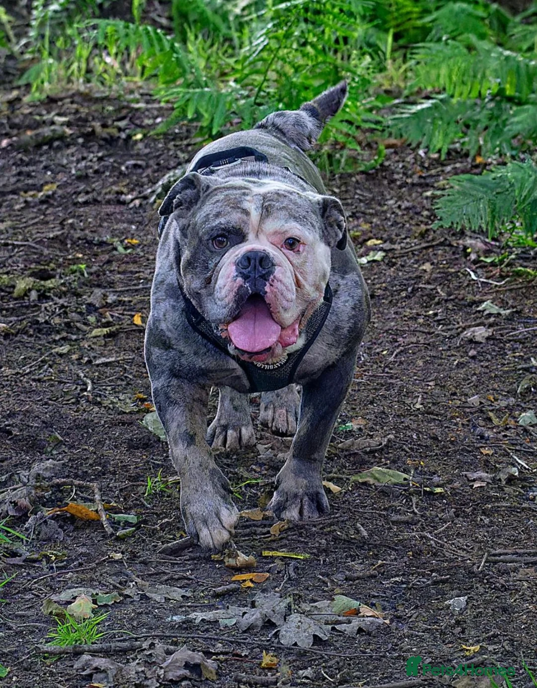 Olde English Bulldogge dogs for stud: BLUE MERLE OEB FOR STUD  in Leeds - Advert 6