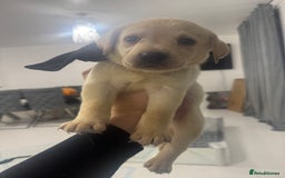 Labrador Retriever dogs for sale: Full breed Labrador retriever puppy’s  - Image 4