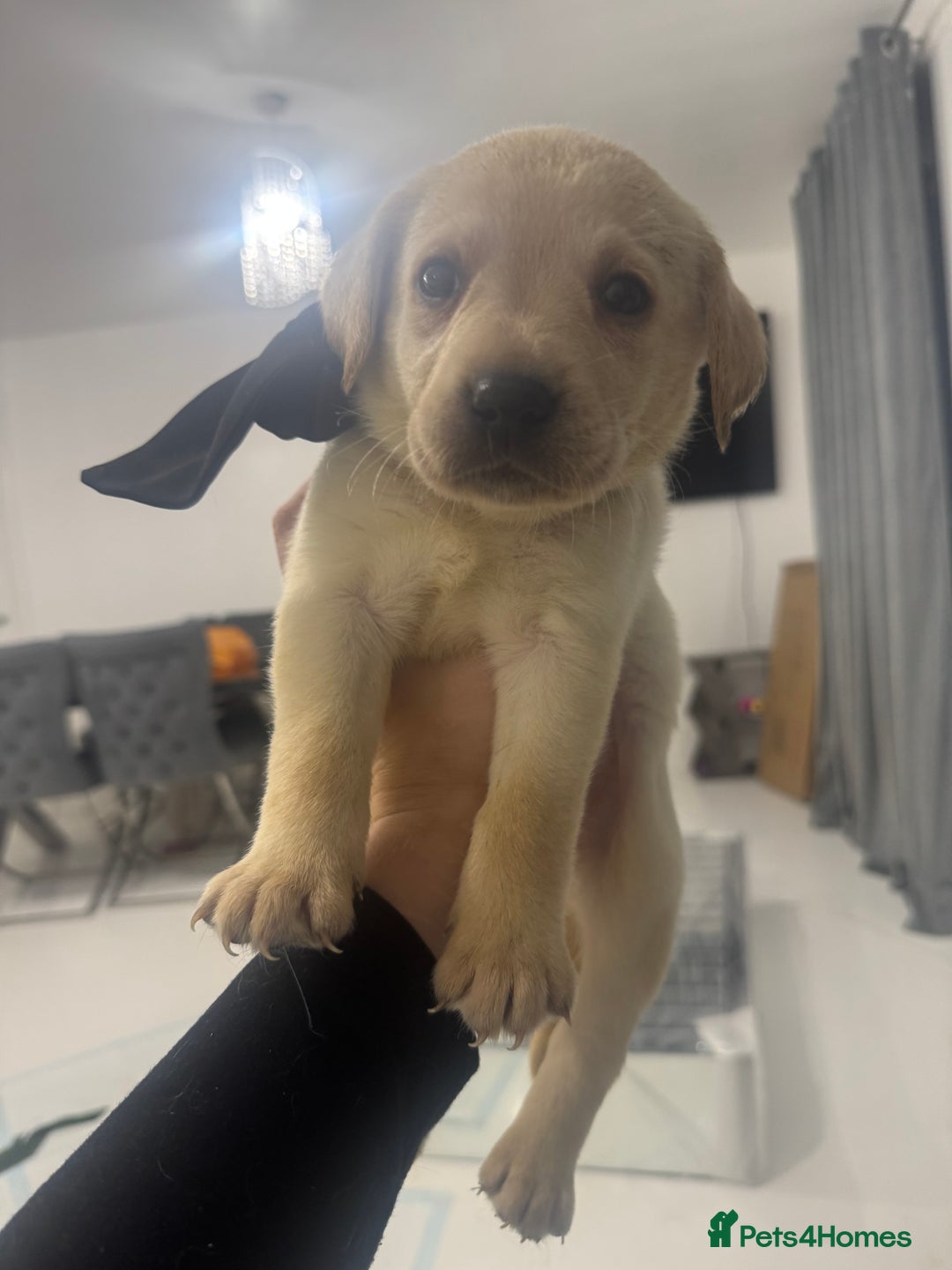 Labrador Retriever dogs for sale: Full breed Labrador retriever puppy’s  - Image 4