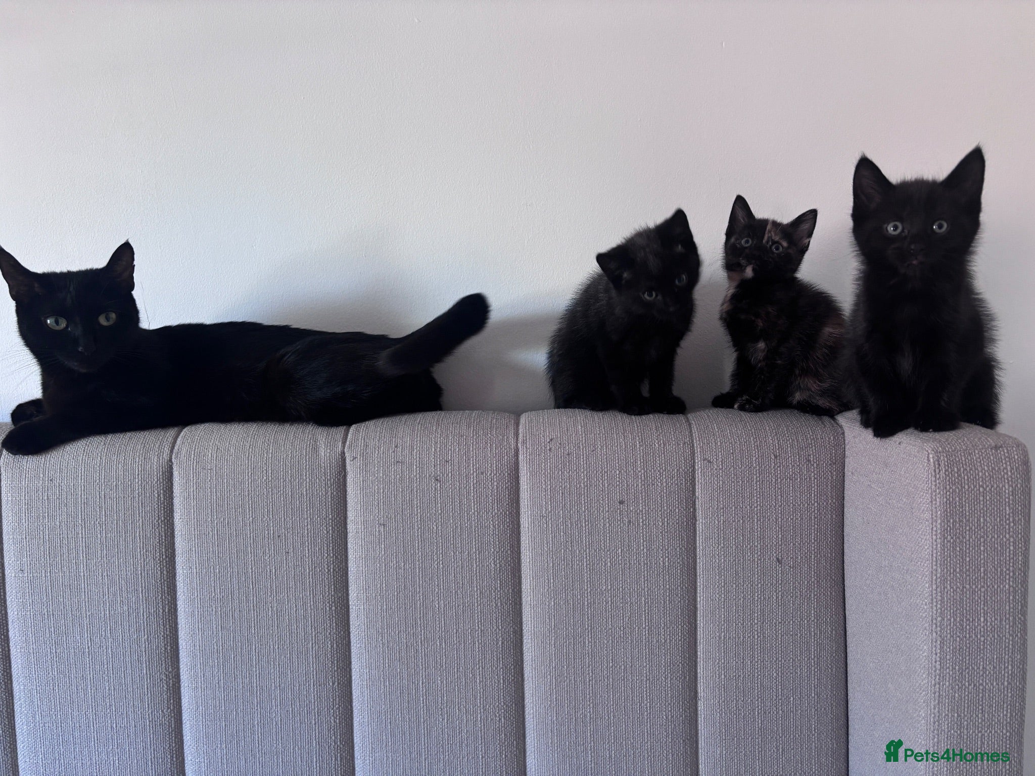 Mixed Breed cats Lovely little kittens  - Advert 14