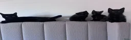 Mixed Breed cats for sale: Lovely little kittens  in Basingstoke - Advert 1