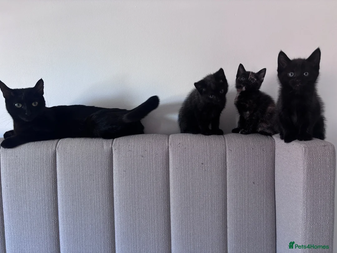 Mixed Breed cats for sale: Lovely little kittens  in Basingstoke - Advert 1