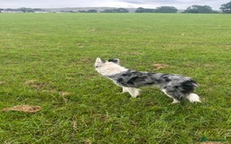 Border Collie dogs for sale: Blue Merle Bitch - Image 5