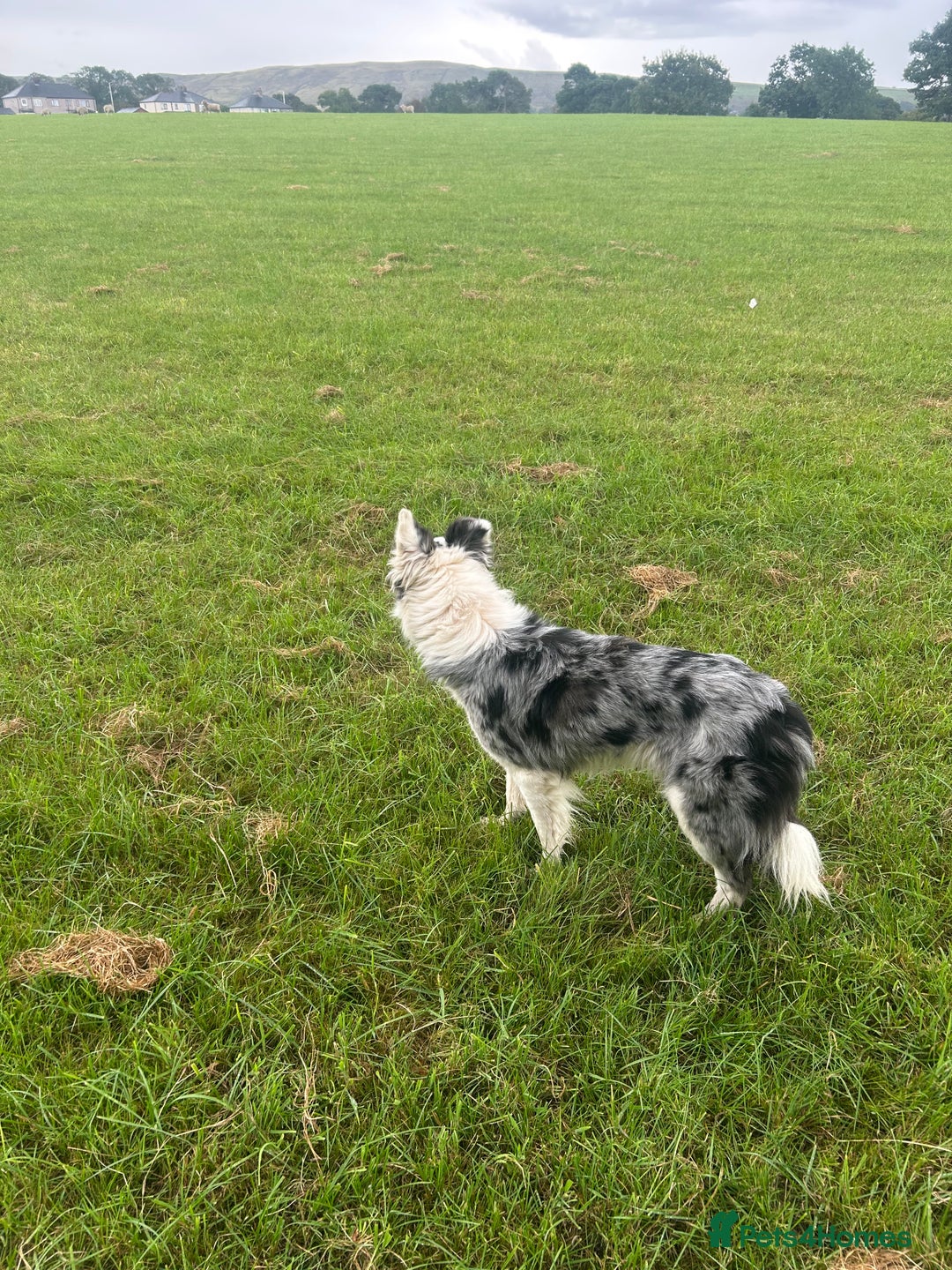 Border Collie dogs for sale: Blue Merle Bitch - Image 5
