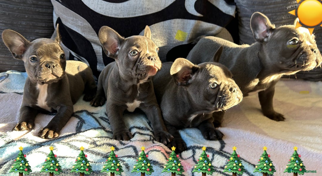 French Bulldog dogs for sale: 4 Solid Blue French Bulldog Girls - Advert 1