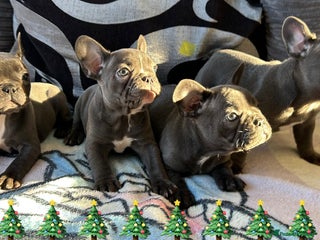 French Bulldog dogs 4 Solid Blue French Bulldog Girls - Advert 1