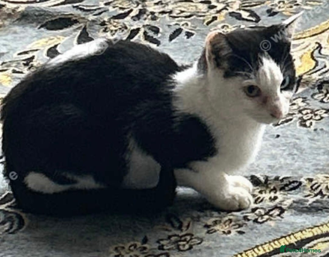 Mixed Breed cats for sale: 2 beautiful boys left  - Image 2