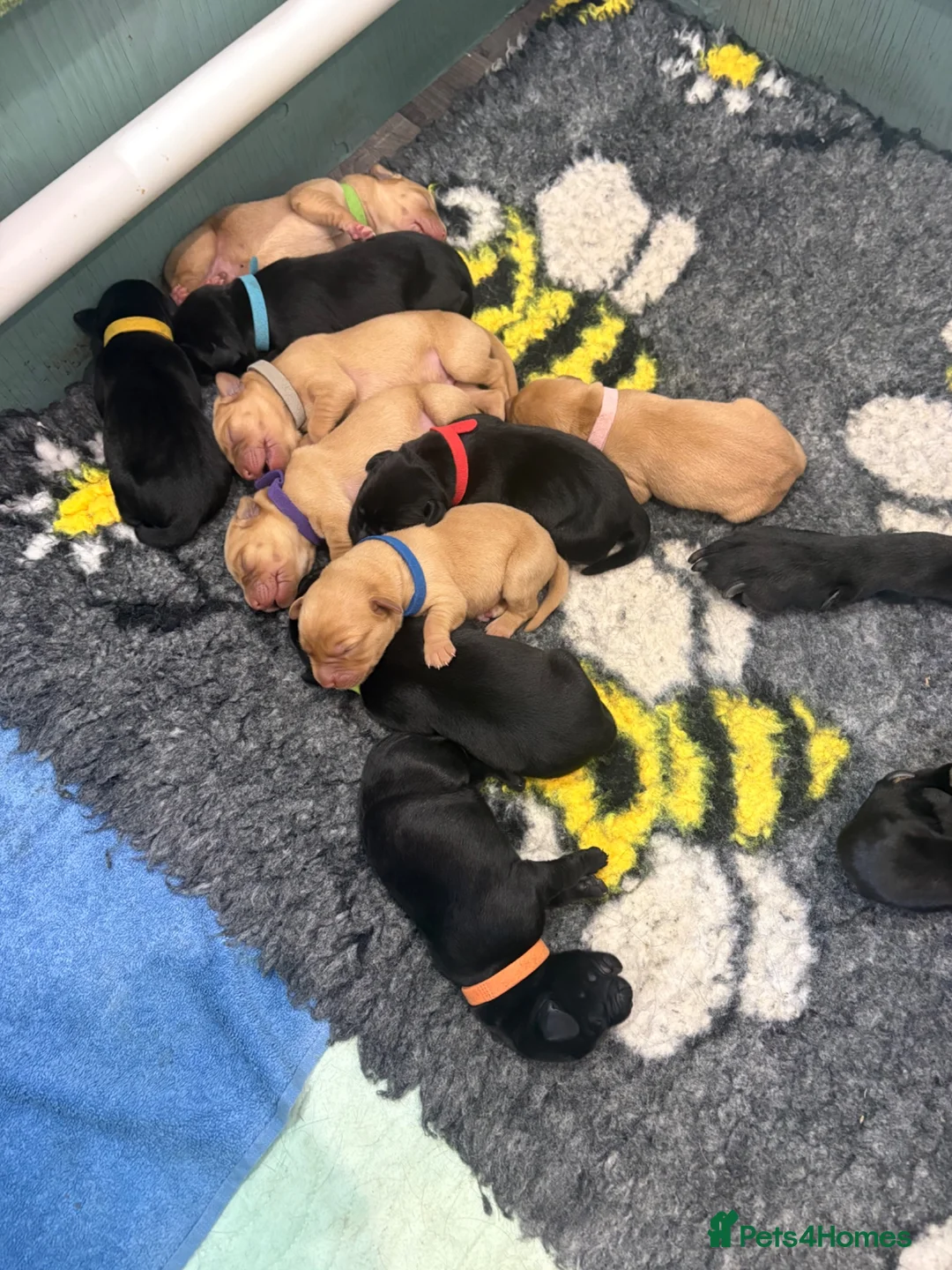 Labrador Retriever dogs for sale: Exceptional Kc registered Labrador puppies  - Advert 2