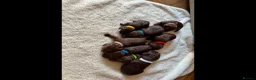 Cockapoo dogs for sale: Beautiful F1 cockapoo puppies - Advert 4