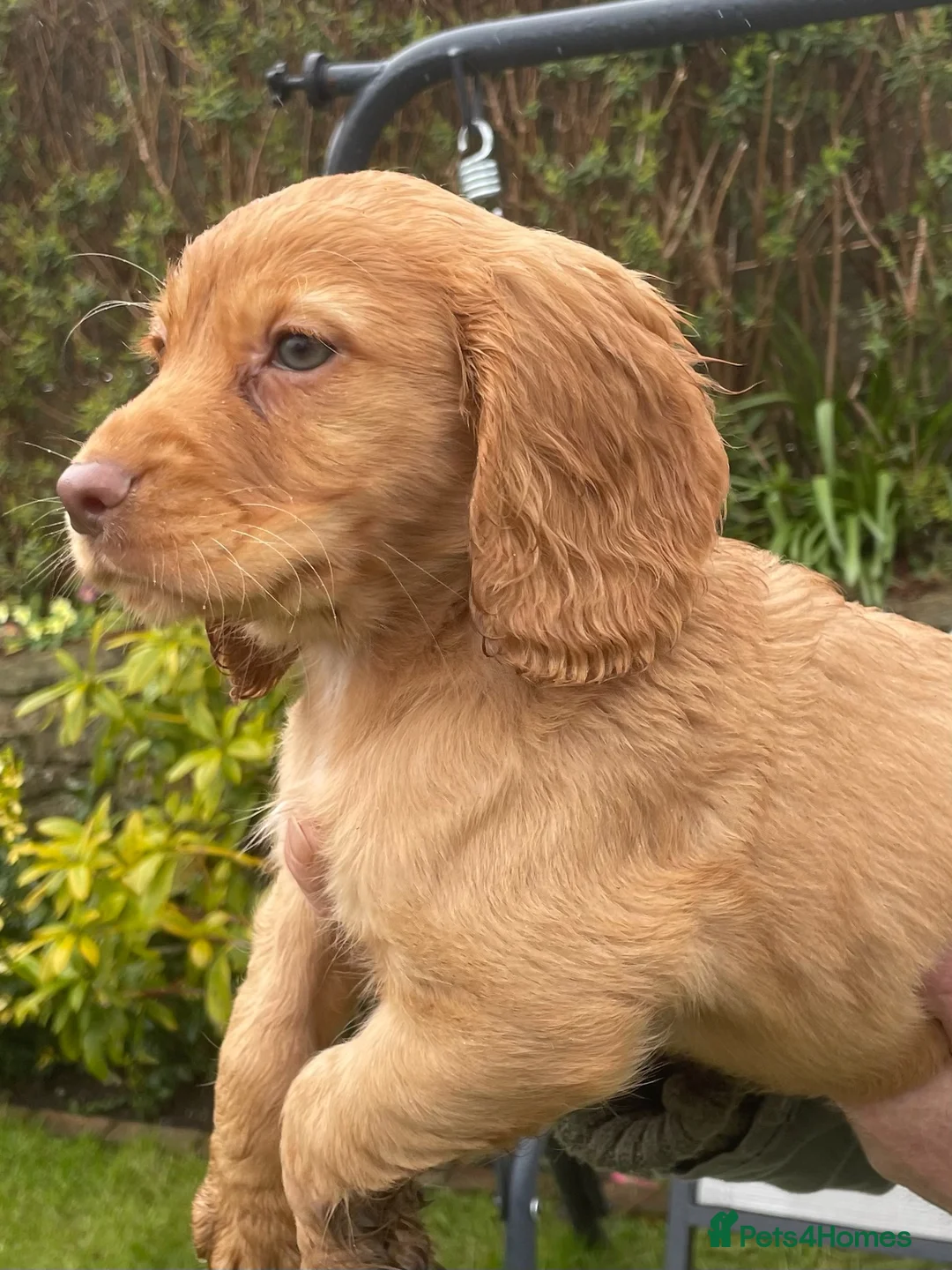 Cocker Spaniel dogs for sale: K.C.REG COCKER SPANIEL PUPPIES in Ebbw Vale - Advert 2