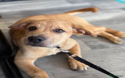 Labrador Retriever dogs for sale: Simba looking for a new family🥰 - Image 7