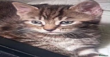 Mixed Breed cats - Advert 3