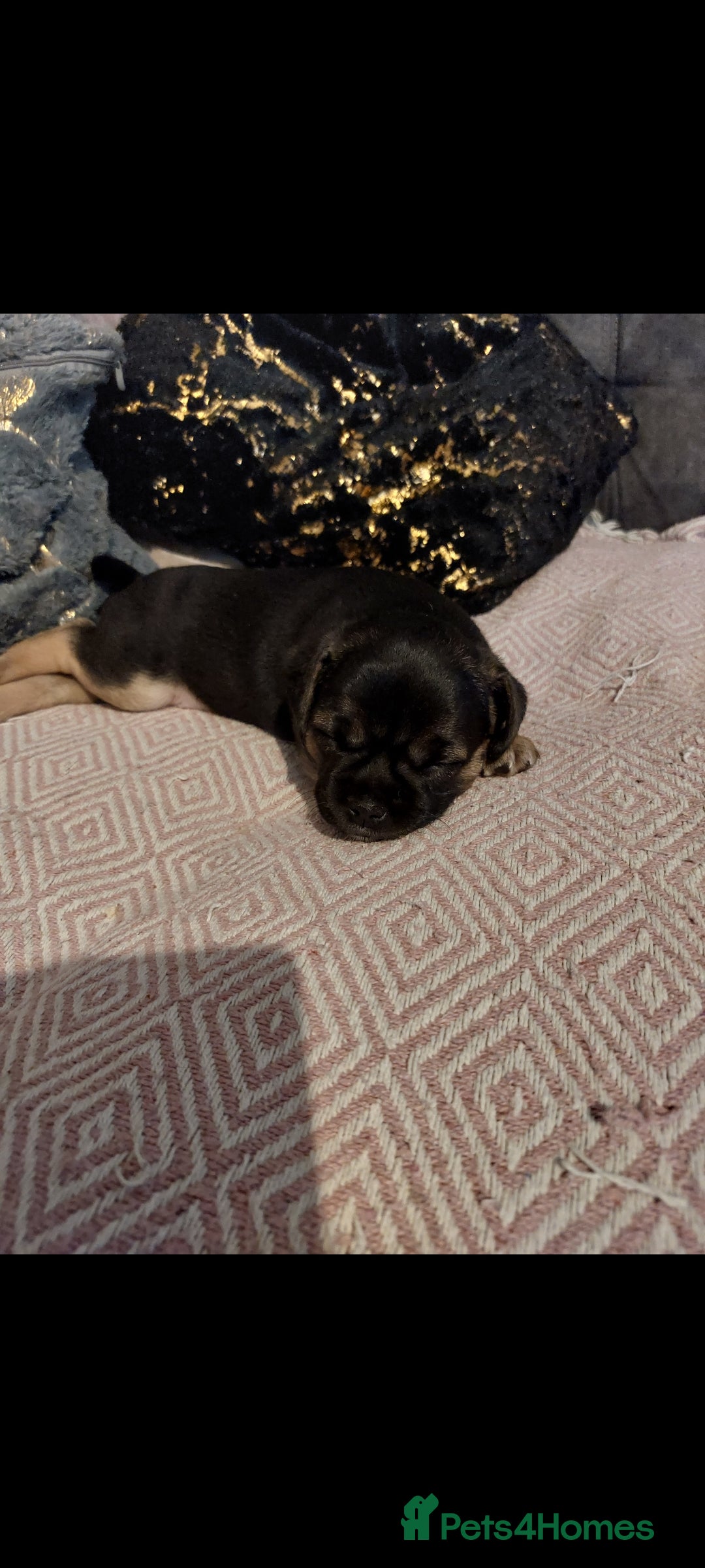 Mixed Breed dogs for sale: 1/2 chihuahua 1/2 french bulldog - Image 3
