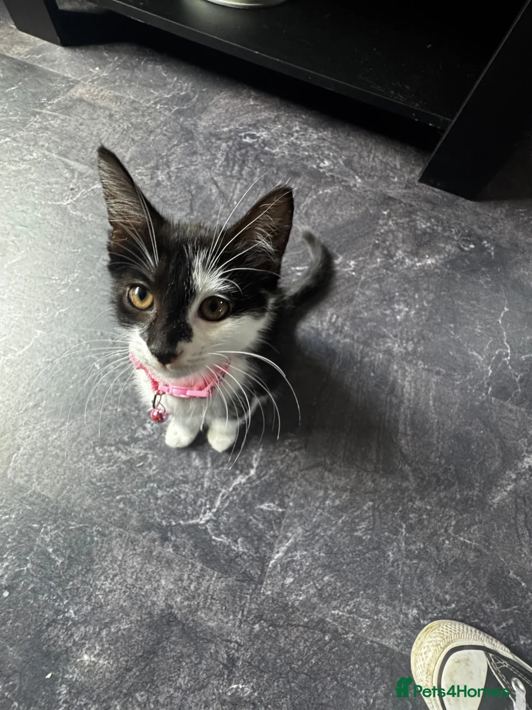 Mixed Breed cats for sale: Mia is looking for her new forever home - Advert 2