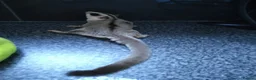 Sugar Glider rodents for sale: Stunning sugar gliders  - Advert 12