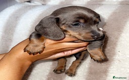 Dachshund dogs for sale: Ready to leave 5th of August  - Image 4