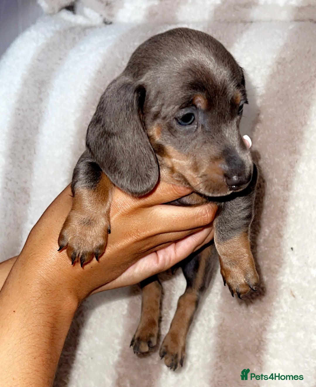 Dachshund dogs for sale: Ready to leave 5th of August  - Image 4