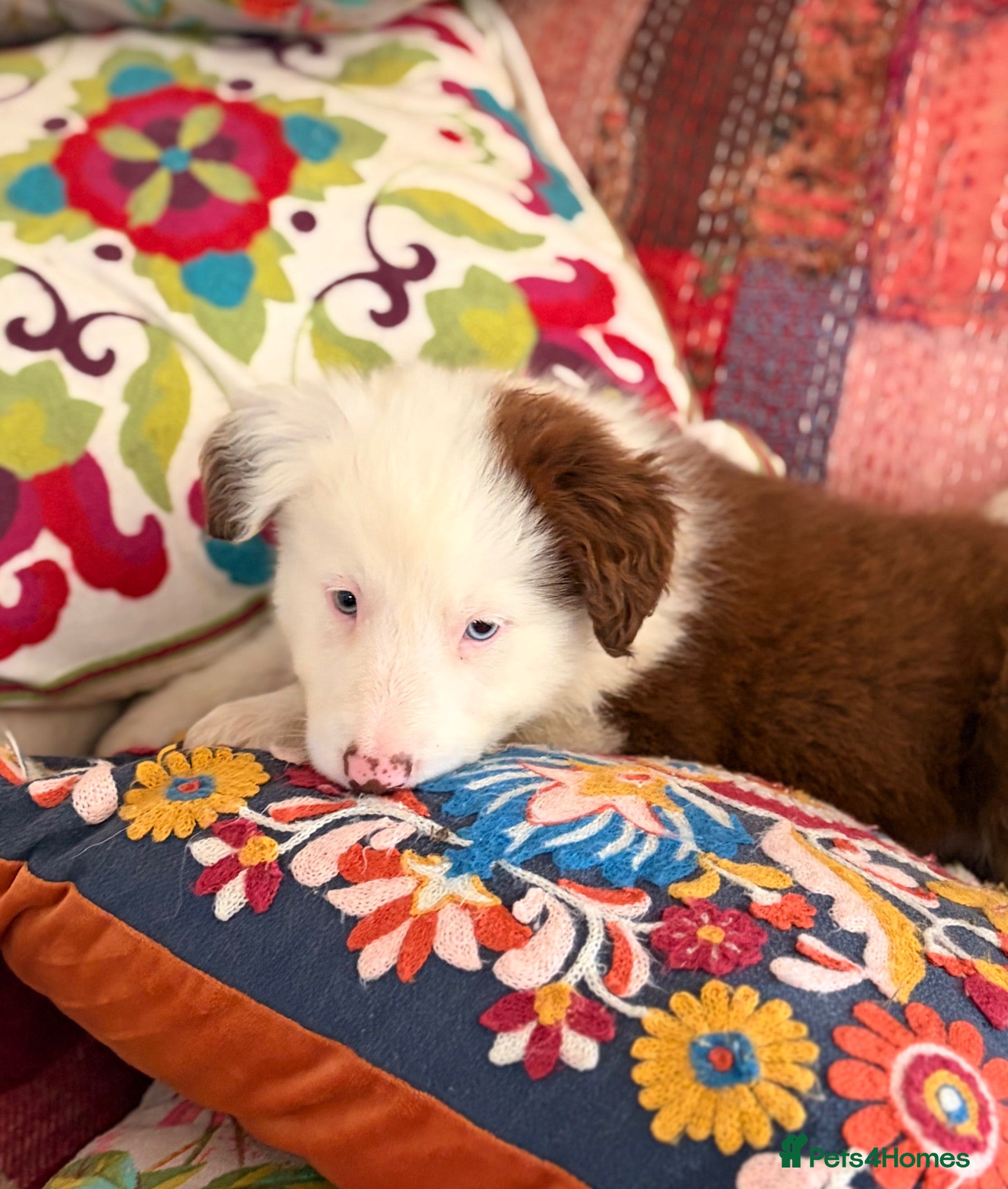 Border Collie dogs BEAUTIFUL BC PUPS, HEALTH TESTED CLEAR PARENTS  - Advert 1