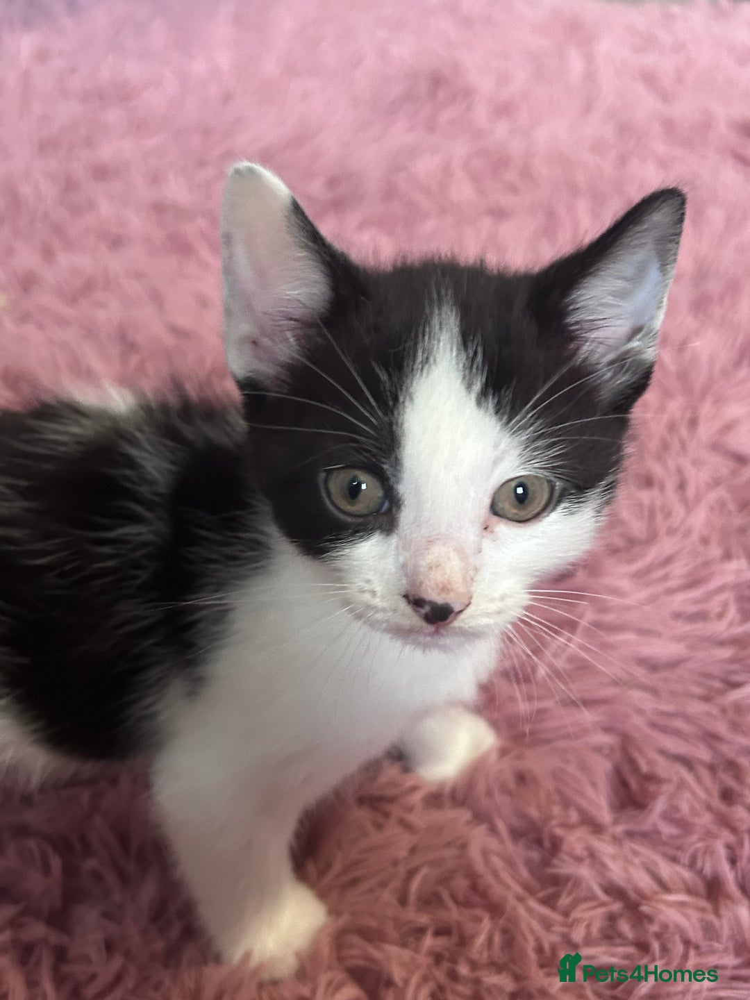 Mixed Breed cats for sale: Beautiful kittens looking for a forever home - Image 2