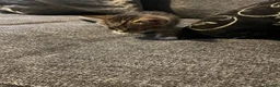 Mixed Breed cats for sale: Beautiful kittens looking for forever homes  - Advert 9