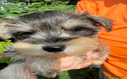 Miniature Schnauzer dogs for sale: Happy healthy miniature Schauzer puppies - Image 40