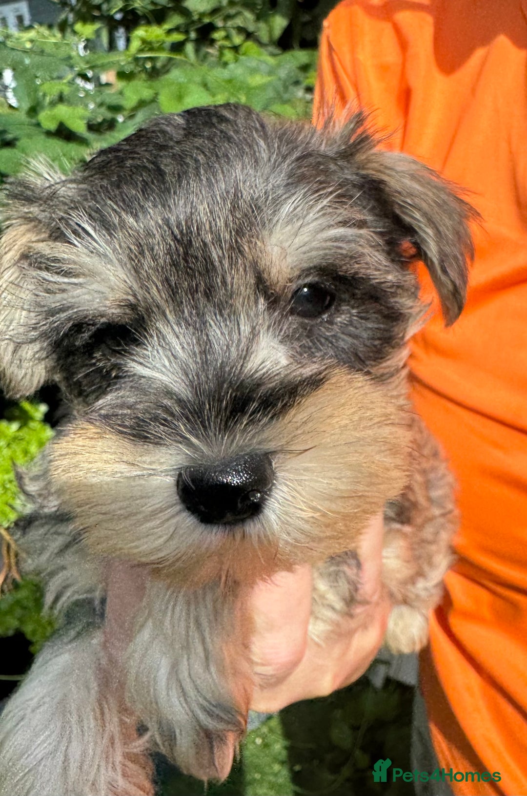 Miniature Schnauzer dogs for sale: Happy healthy miniature Schauzer puppies - Image 40