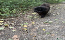 Chow Chow dogs for stud: CHUNKY CHOW KC PABLO - Image 5